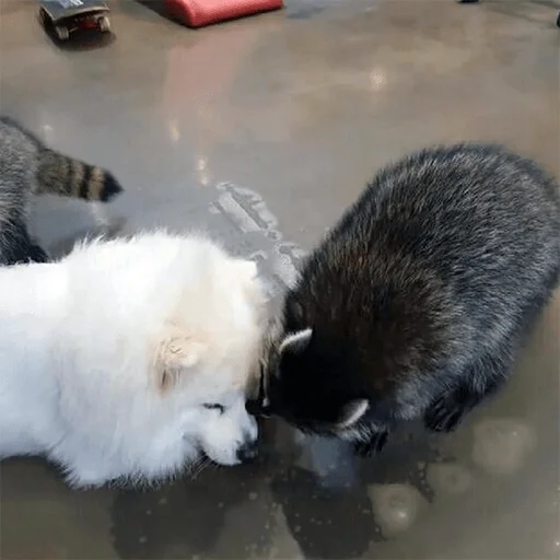 животное млекопитающее мех