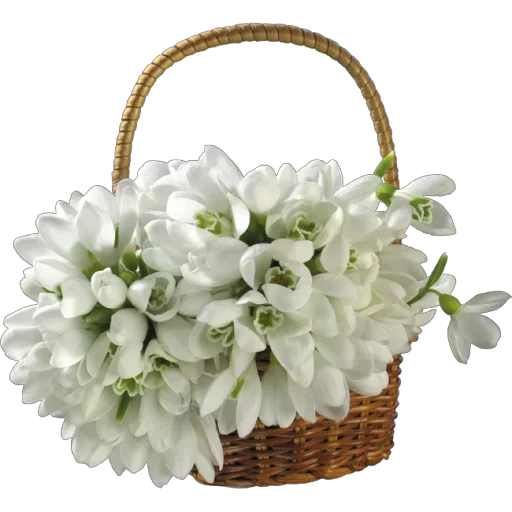 цветок лепесток цветочный дизайн