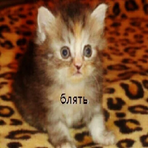 Стикер Propadi vse propadom - 6