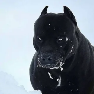 Стикер ругаться красиво - 9