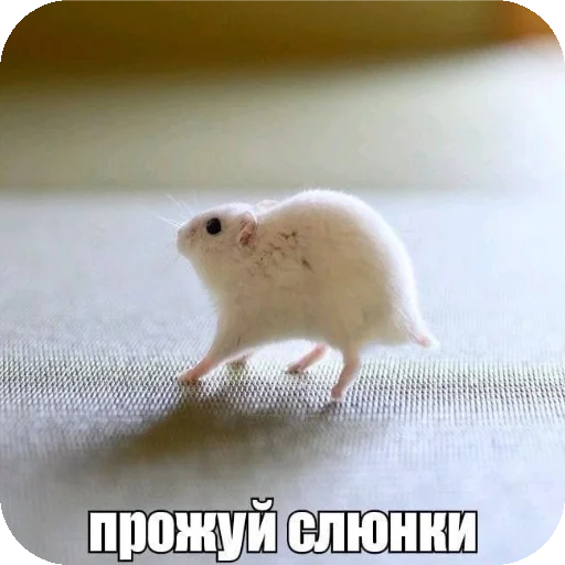 Прожуй слюнки - 