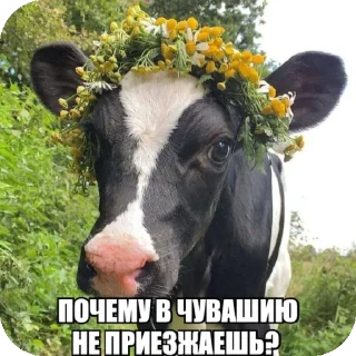 Стикер Прожуй слюнки - 6