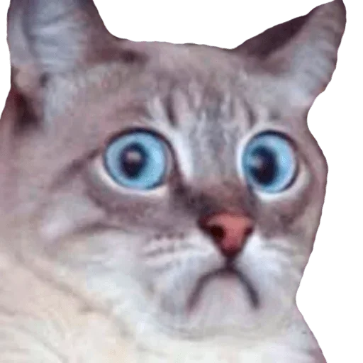 животное кошка млекопитающее