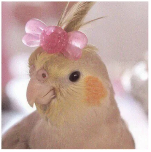 животное птица попугай