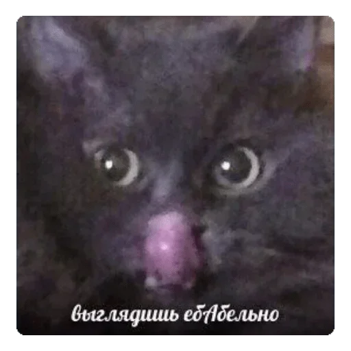 животное млекопитающее кошки малого и среднего размера