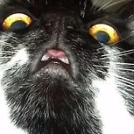 животное млекопитающее домашняя кошка