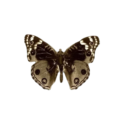 Sticker Pshchshch1 - 1