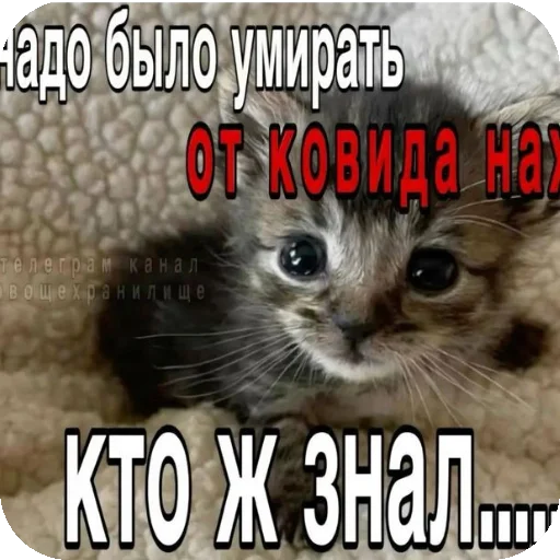 Sticker Psihopaty35 - 1