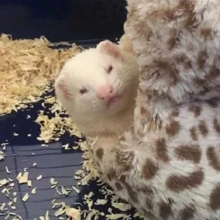 Стикер Psihush - 6