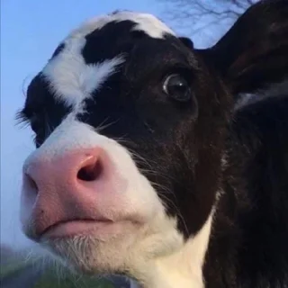 Стикер Psihush - 1