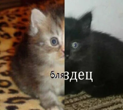 Sticker Хуйня собаки by @fStikBot - 10