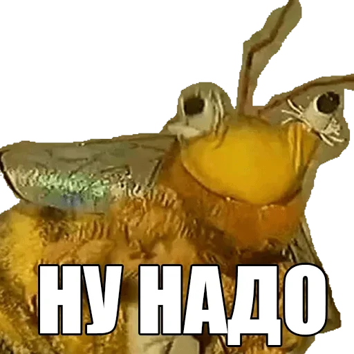 text invertebrate animal