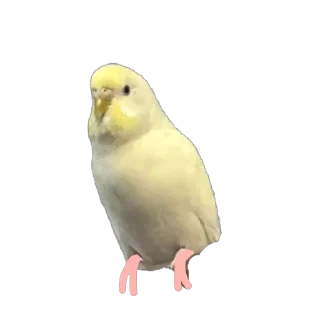 Sticker Птичечки - 1