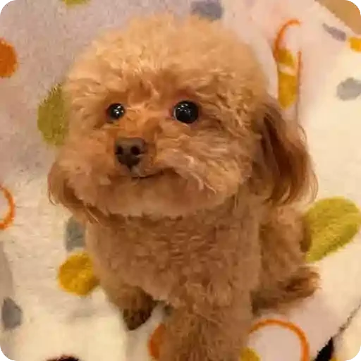 dog animal dog breed