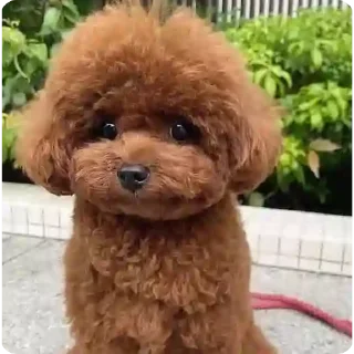 млекопитающее собака животное