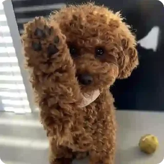 игрушка пудель лабрадудл