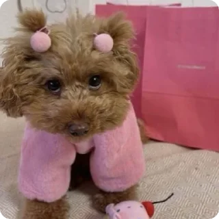 животное терьер домашнее животное