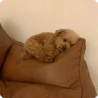 комнатный животное домашнее животное