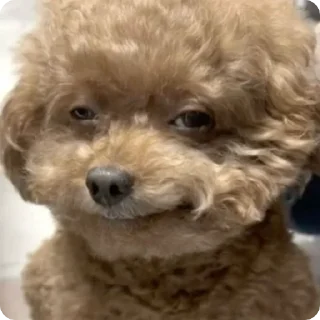 млекопитающее животное собака