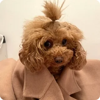 порода собак домашнее животное собака