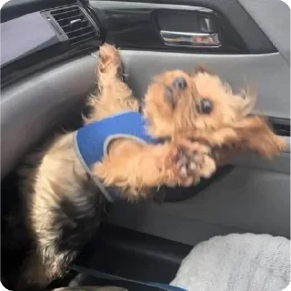 животное домашнее животное автомобиль