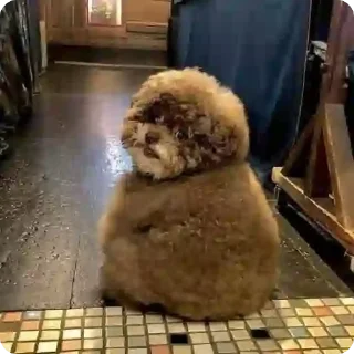 животное млекопитающее комнатный