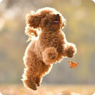 животное плюшевый мишка млекопитающее