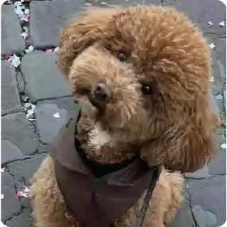 млекопитающее собака животное