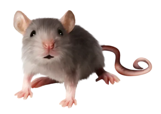 animal rodent mammal
