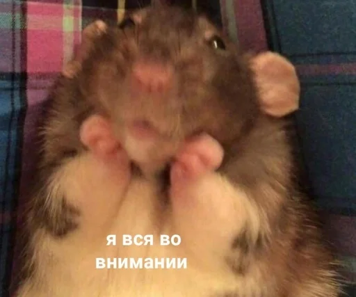 mammal animal rodent