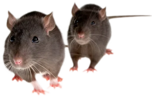 rodent animal mammal