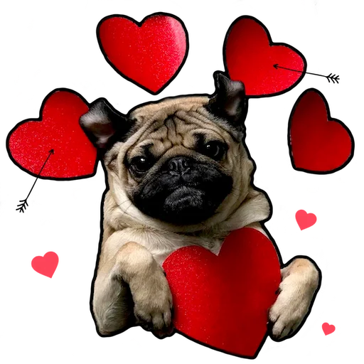 animal mammal dog breed