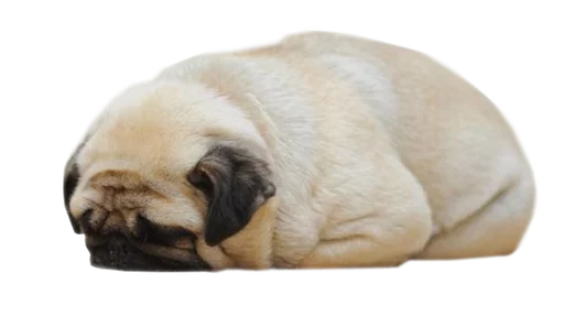 animal mammal dog breed