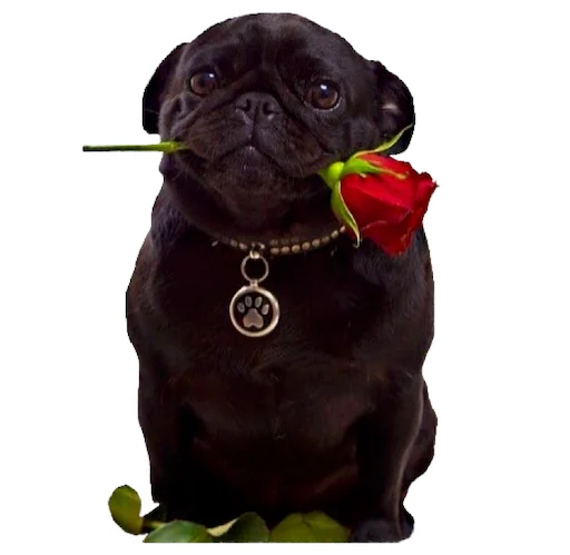 animal dog breed dog collar