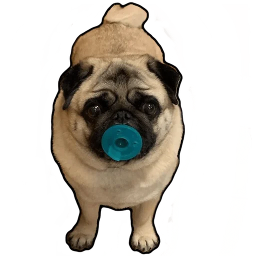 dog breed animal pet