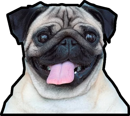 animal mammal dog breed