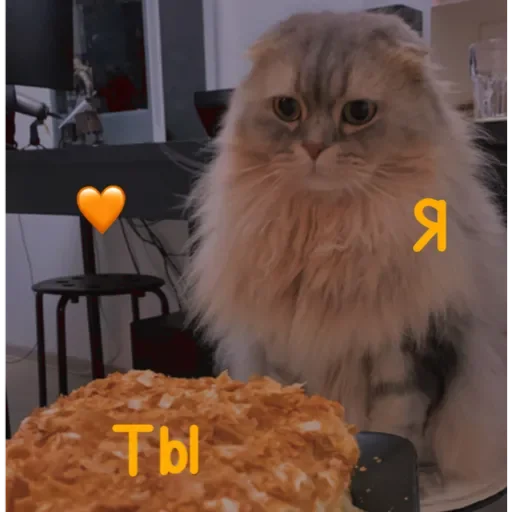 small to medium-sized cats felidae indoor