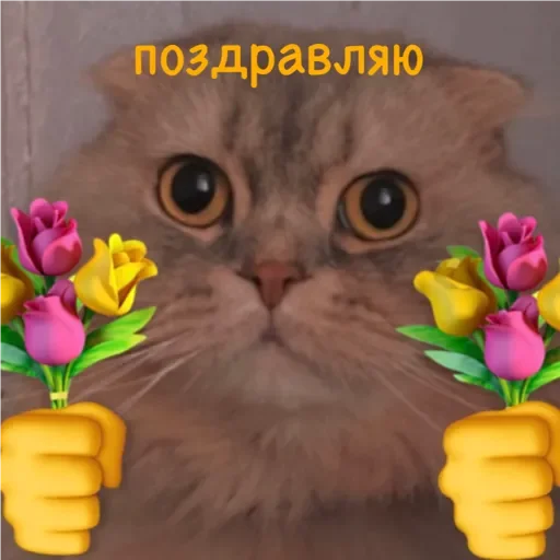 small to medium-sized cats felidae domestic cat