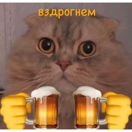 cat animal small to medium-sized cats