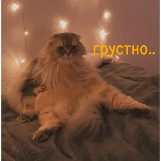 animal mammal domestic cat