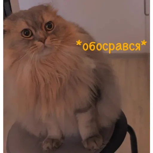 animal cat domestic cat