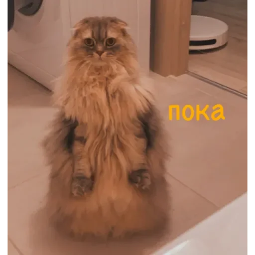 fur indoor domestic long-haired cat