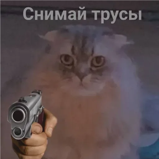 text small to medium-sized cats felidae