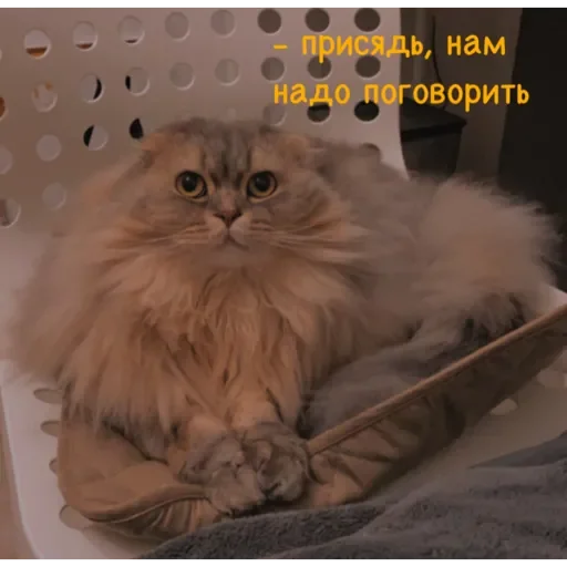 cat animal domestic cat