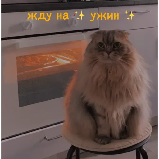 Sticker ✨ Пух ✨ - 11