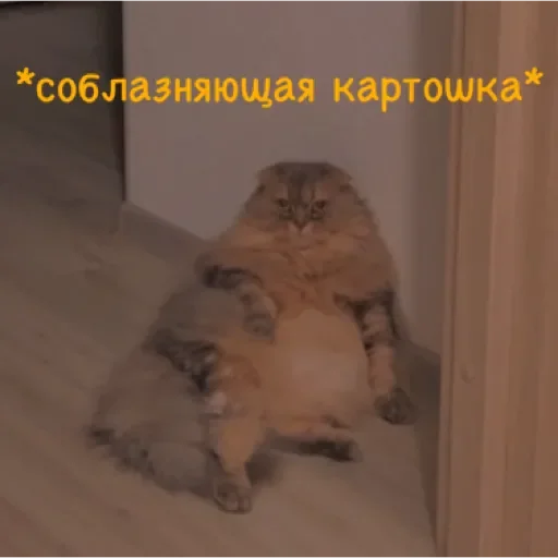 Sticker ✨ Пух ✨ - 3