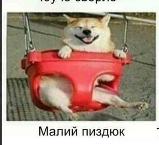 СМС домашнее животное собака