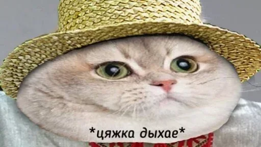 кошки малого и среднего размера усы кошачьи