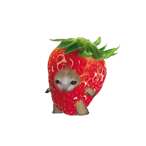 клубника фрукт ягода