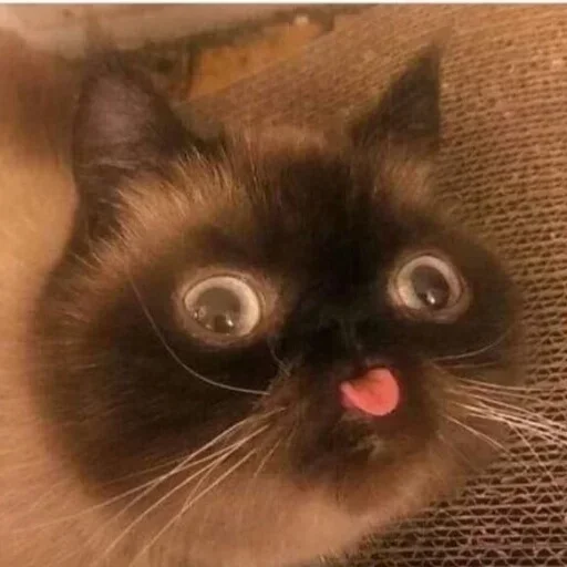 животное кошка млекопитающее